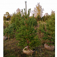 Саженцы, сосна обыкновенная (Pinus sylvestris), Стандарт, 180-220 см. купить в Красноярске